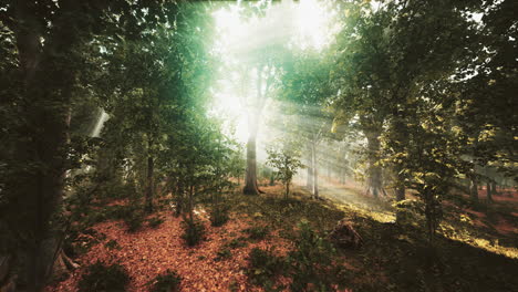 sunbeams in a misty forest