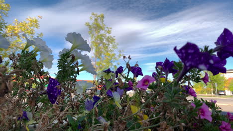 Flowers-dancing-in-the-wind-with-blue-sky-in-the-background