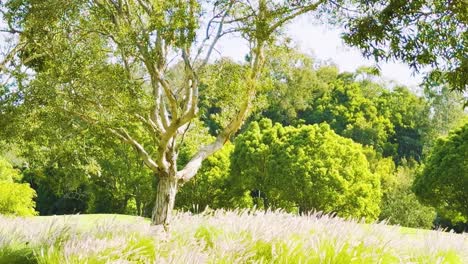 lush garden with trees and grass
