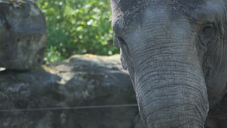 cerrar el agua potable de elefante con tronco en el zoológico