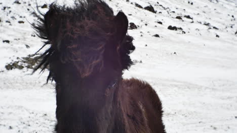 Caballo-Islandés-Negro-En-Ambiente-Frío