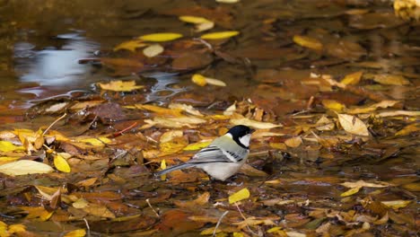 pájaro tit japonés bebiendo agua de un arroyo poco profundo con hojas caídas de otoño