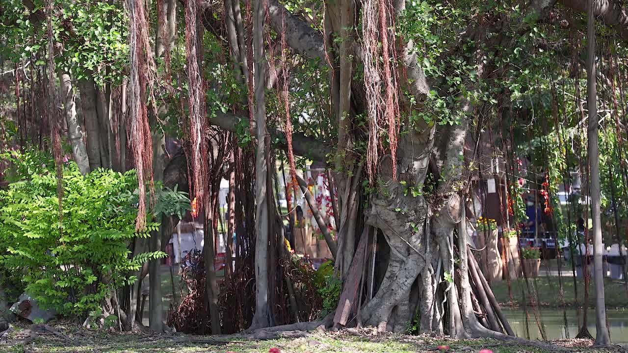 공원 에서 다채로운 꽃 과 울창 한 나무 들