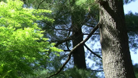 the trunks of pine trees stand next to a lace leaf maple