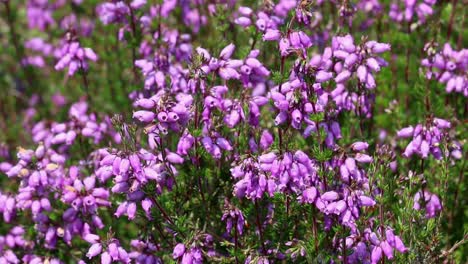 bell heather, erica cinerea, floreciendo en junio.