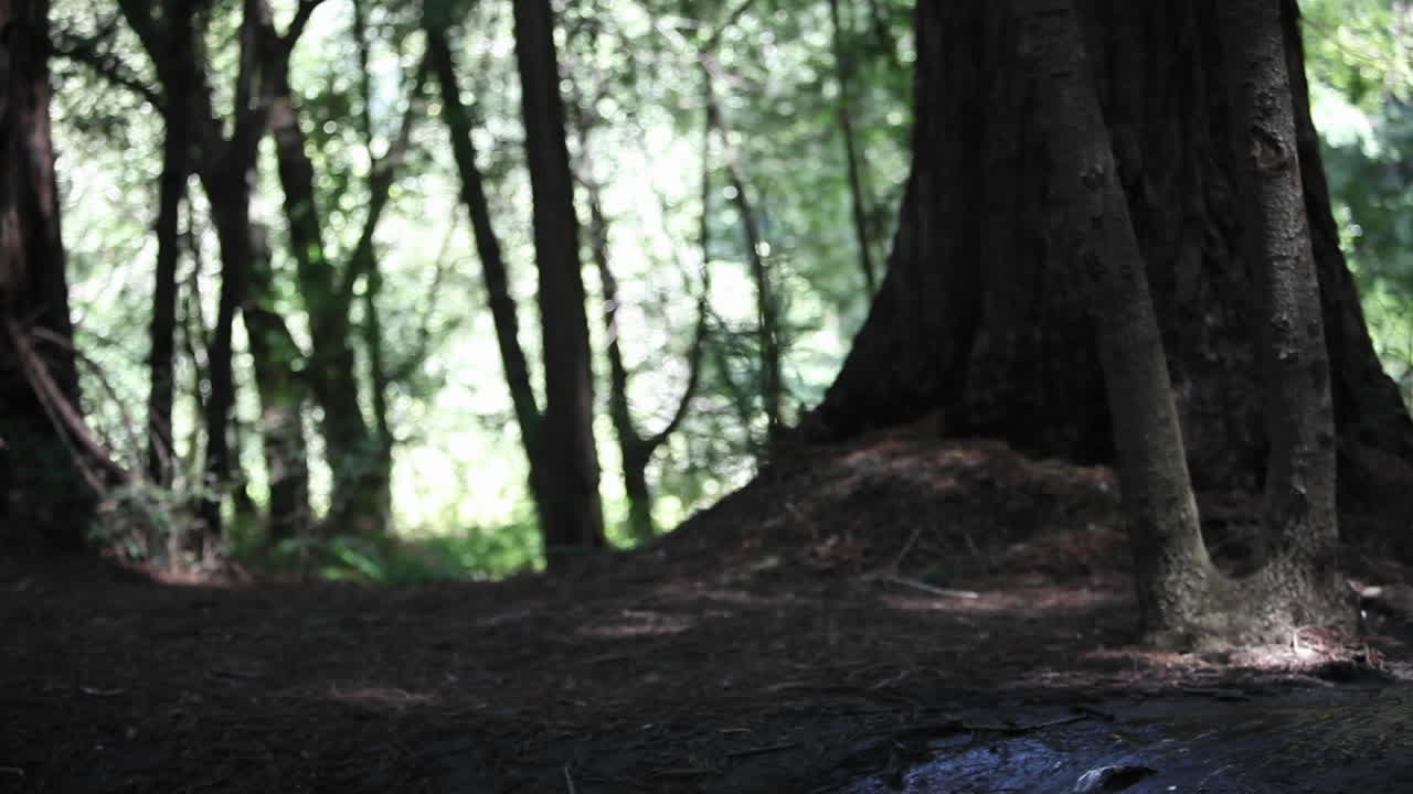 una mujer se sienta sola en el bosque y medita