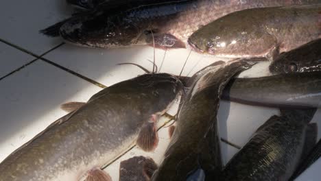 Live-catfish-and-Northern-Snakehead-fish-on-counter-for-sale-at-Asian-Thailand-street-seafood-market-in-the-sun