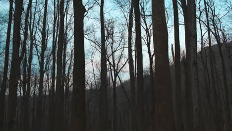 Dolly-side-shot-showing-silhouette-of-many-thin-wooden-trees-in-forest-and-blue-lighting-sky-in-background