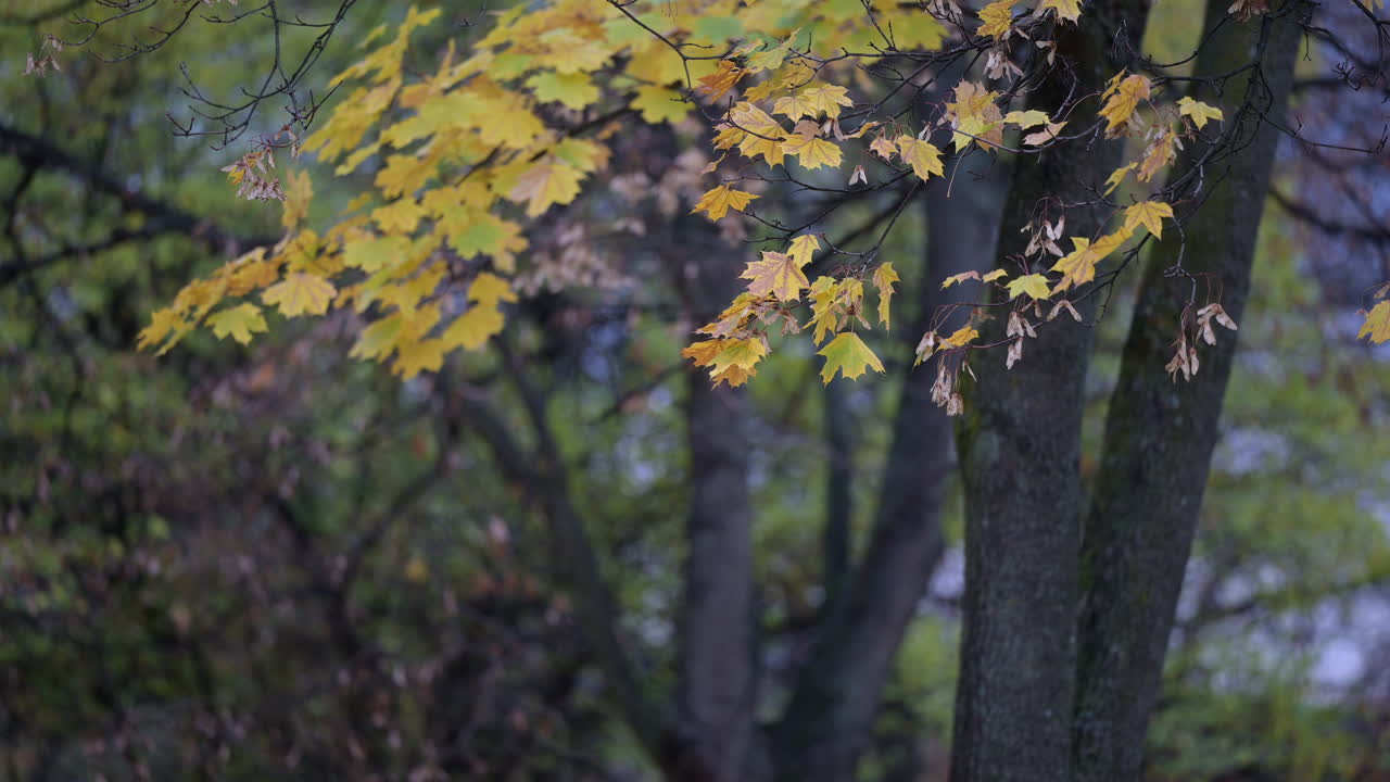 Yellow maple leaves in autumn forest