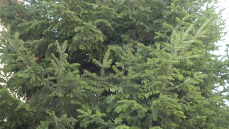 nature strong wind blowing pine tree branches