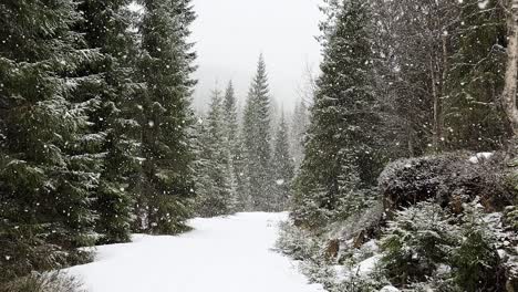 Día-De-Nieve-En-El-Bosque-Escandinavo