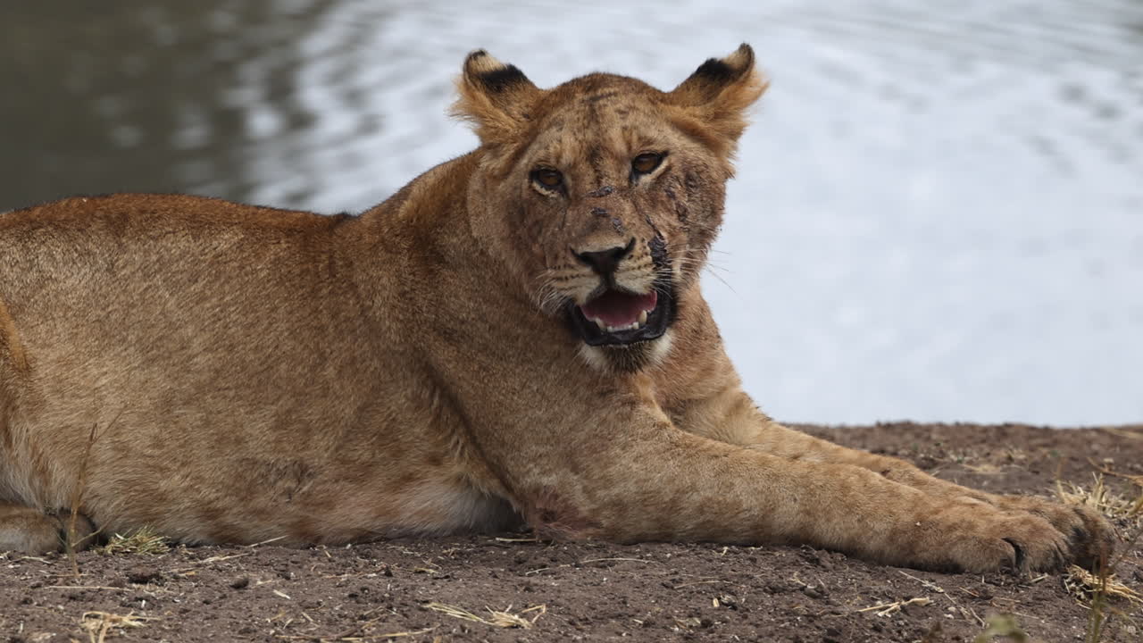 Young lion panting next to waterhole with flies over it's face
