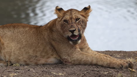 Young-lion-panting-next-to-waterhole-with-flies-over-it's-face