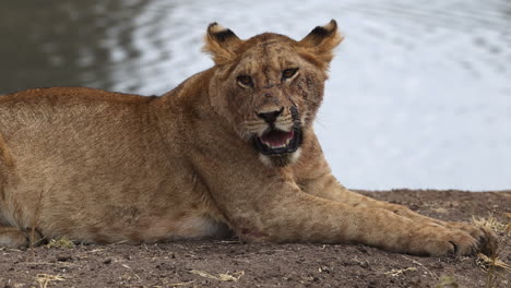 young lion panting next to waterhole with flies over it's face