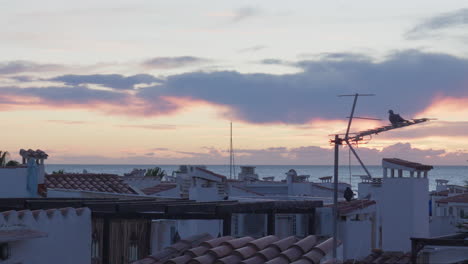 la paloma se sienta en la antena en el pueblo de la azotea durante la hora dorada