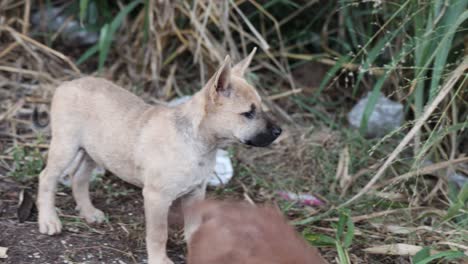 puppy explores and interacts with other dogs