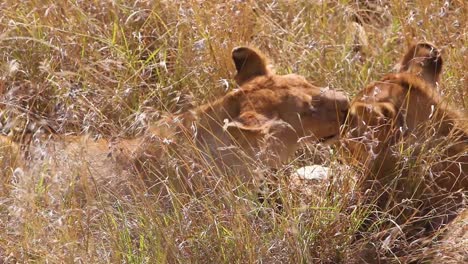 Dos-Leones-Se-Lamen-Y-Se-Besan-Sentados-En-La-Sabana-De-Safari-En-El-Serengeti-Tanzania-En-Una-Muestra-De-Afecto-1