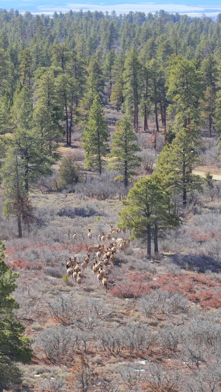 A long column of elk treks through a rugged mountain forest of pine trees and winter brush. This vertical shot captures the natural migration and habitat of big game in the American West