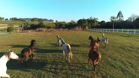 drone se acerca a los hermosos caballos árabes