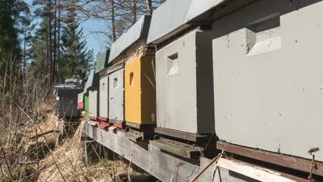 Colony-Of-Bees-Flying-On-Their-Beehive