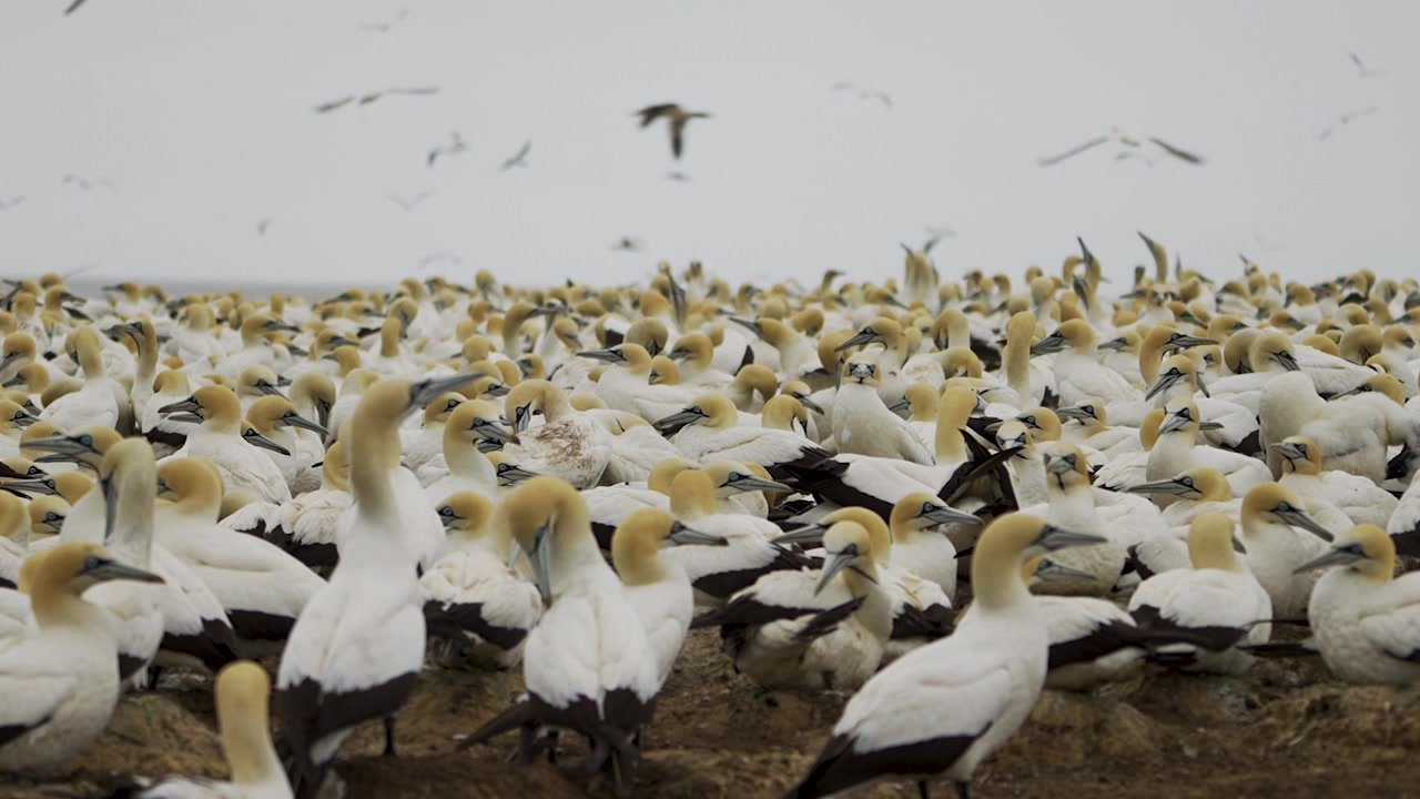 Densas filas de alcatraces del Cabo apareados se sientan juntos en el arenal de cría mientras más aves pasan volando en el cielo gris.
