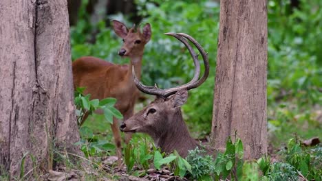 Der-Eldhirsch-Ist-Aufgrund-Von-Lebensraumverlust-Und-Jagd-Eine-Vom-Aussterben-Bedrohte-Art