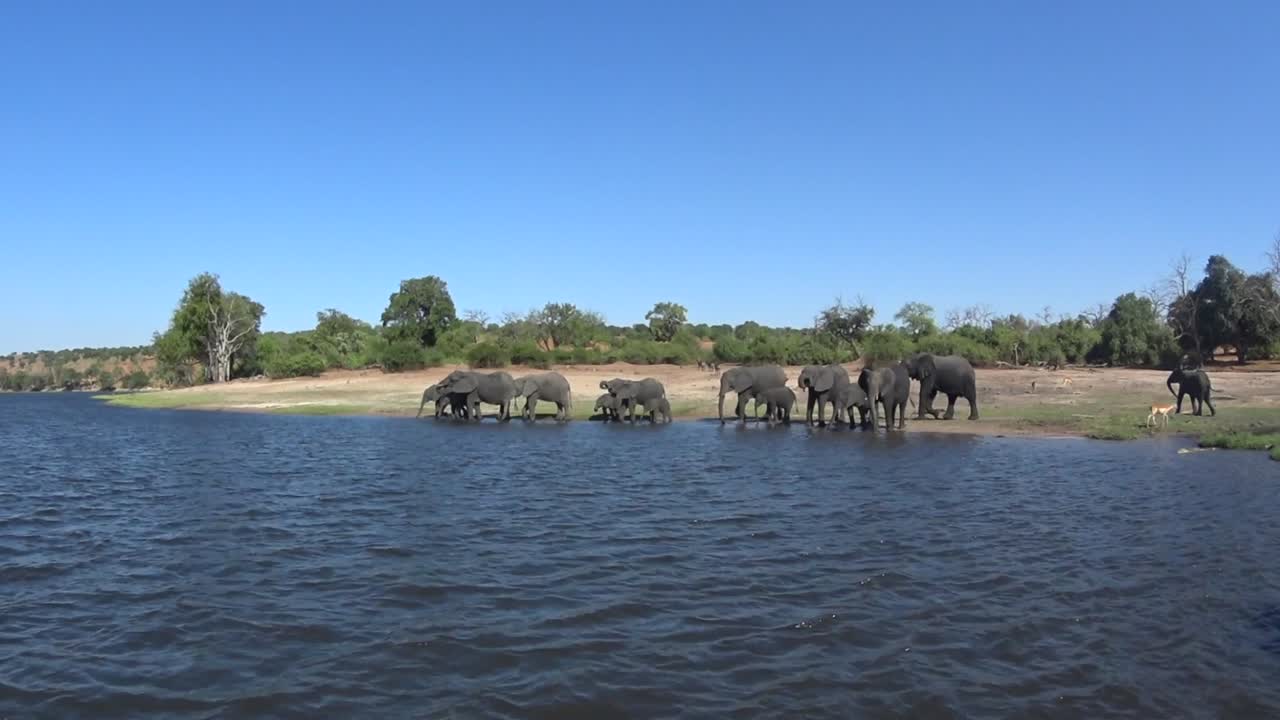 African bush elephants (Loxodonta africana) have come to the river to drink. Chobe National Park. Botswana.