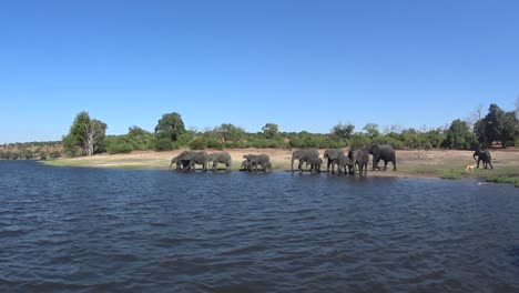 african bush elephants (loxodonta africana) have come to the river to drink. chobe national park. botswana.