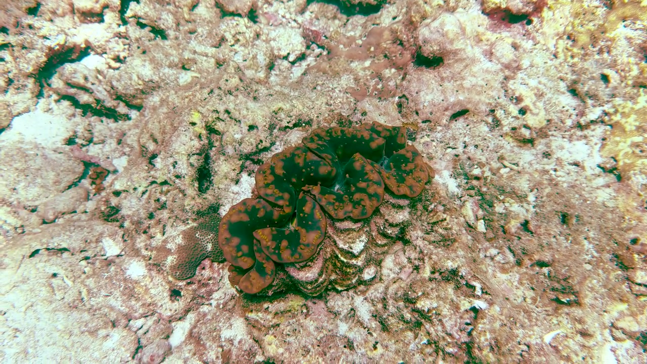 Ampia inquadratura subacquea di una tridacna gigante marrone adagiata su una barriera corallina tropicale illuminata dal sole