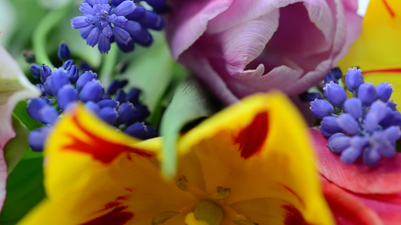 Luz e flores, primavera. Flores multicoloridas.