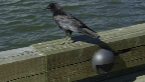 One-Crow-is-walking-on-a-pier,-jumping-on-a-plank-and-then-flying-away,-slow-motion-handheld-pan