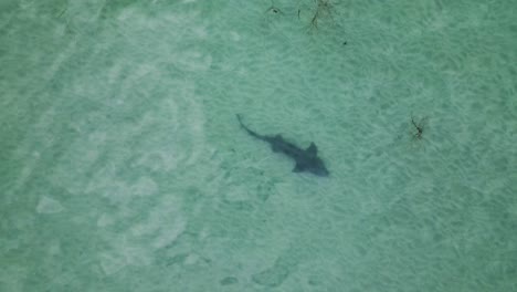 leopard shark swims hunting through shallow sandy ocean waters in california