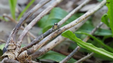 Pfauenspinne,-Aufmerksamkeitssuchender-Männlicher-Maratus-Pavonis