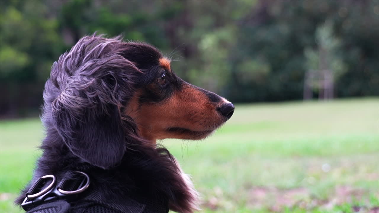 la nariz de perro salchicha dachshund oscuro se crispa mientras huele el aire en un día ventoso en el parque