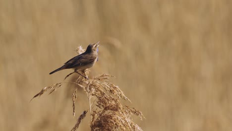 close view of a white spotted bluethroat singing in the riverlands reed