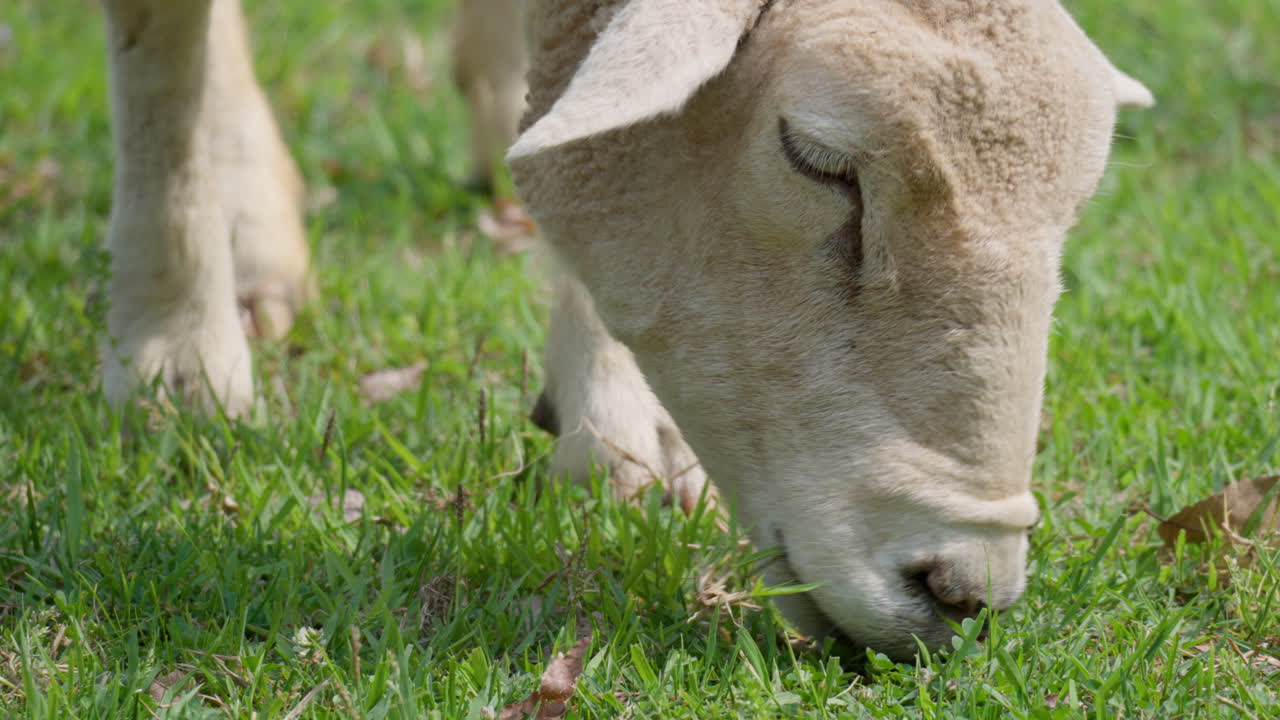 las ovejas de wiltipoll pastan hierba verde - primer plano extremo de la cabeza