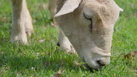 Wiltipoll-Schaf-Grast-Grünes-Gras-–-Extreme-Nahaufnahme-Des-Kopfes