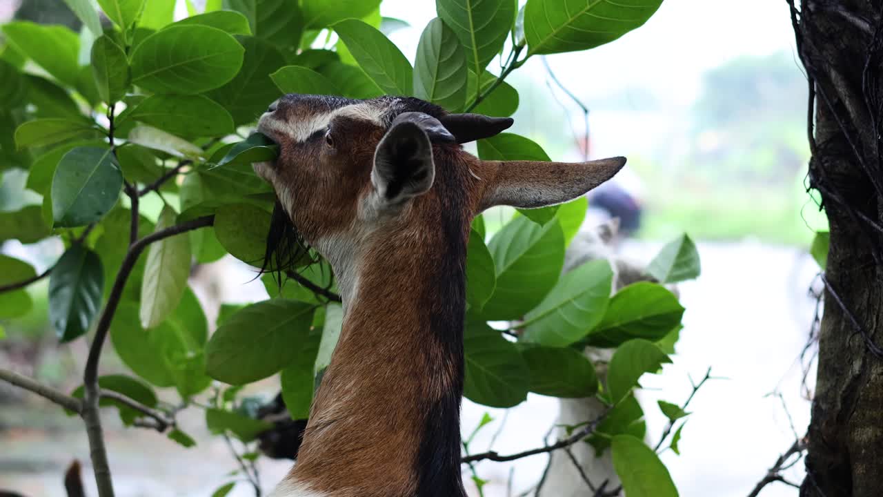 염소는 녹색 잎을 만족스럽게 는다.