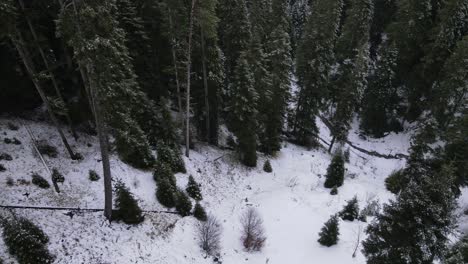 Tief-Im-Verschneiten-Dschungel