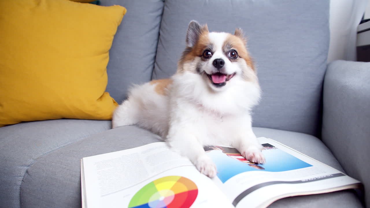 안락한 소파에 누워 거실에서 카메라를 바라보는 책이 있는 치와와와 포메라니안 개