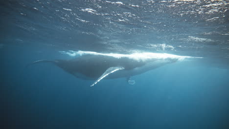 La-Cría-De-Ballena-Jorobada-Traspasa-La-Superficie-Del-Océano,-Doblando-Su-Cuerpo-Y-Arqueándose-Hacia-El-Agua-Mientras-El-Aire-Sale-Por-Las-Fosas-Nasales.