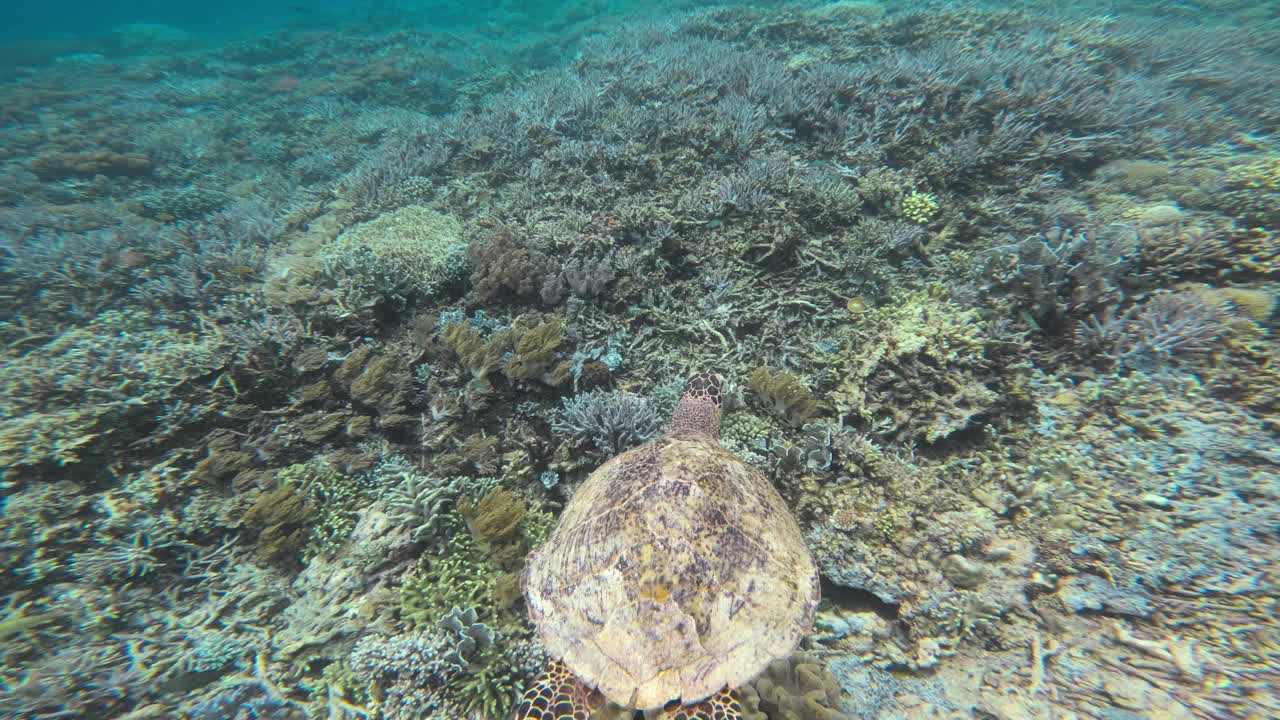 la cámara sigue a una tortuga marina que nada sobre un arrecife de coral en las aguas azules claras de la gran barrera de arrecife, australia