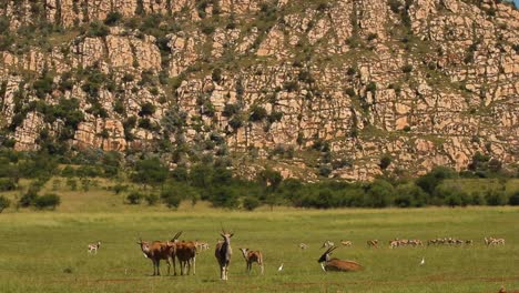 eland and springbok on the grass plains of south africa