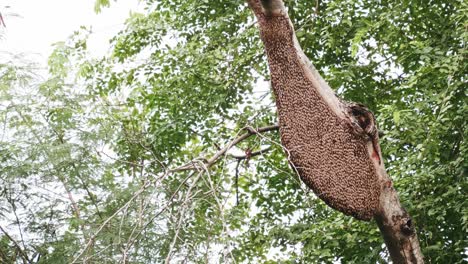 large honeycomb on a tree in the natural forest