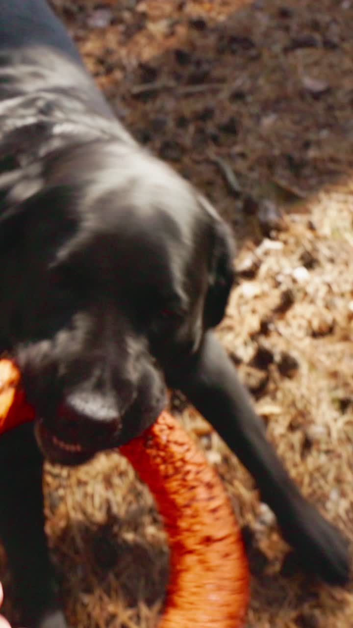 Fröhliche Spielzeit: Ein schwarzer Hund spielt begeistert mit einem leuchtend orangefarbenen Spielzeug und fängt den Geist von Spaß und Freundschaft in einer lebhaften Umgebung im Freien ein