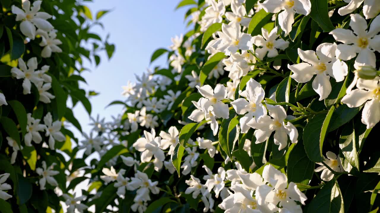Close-up video of white flowers with soft-focus background