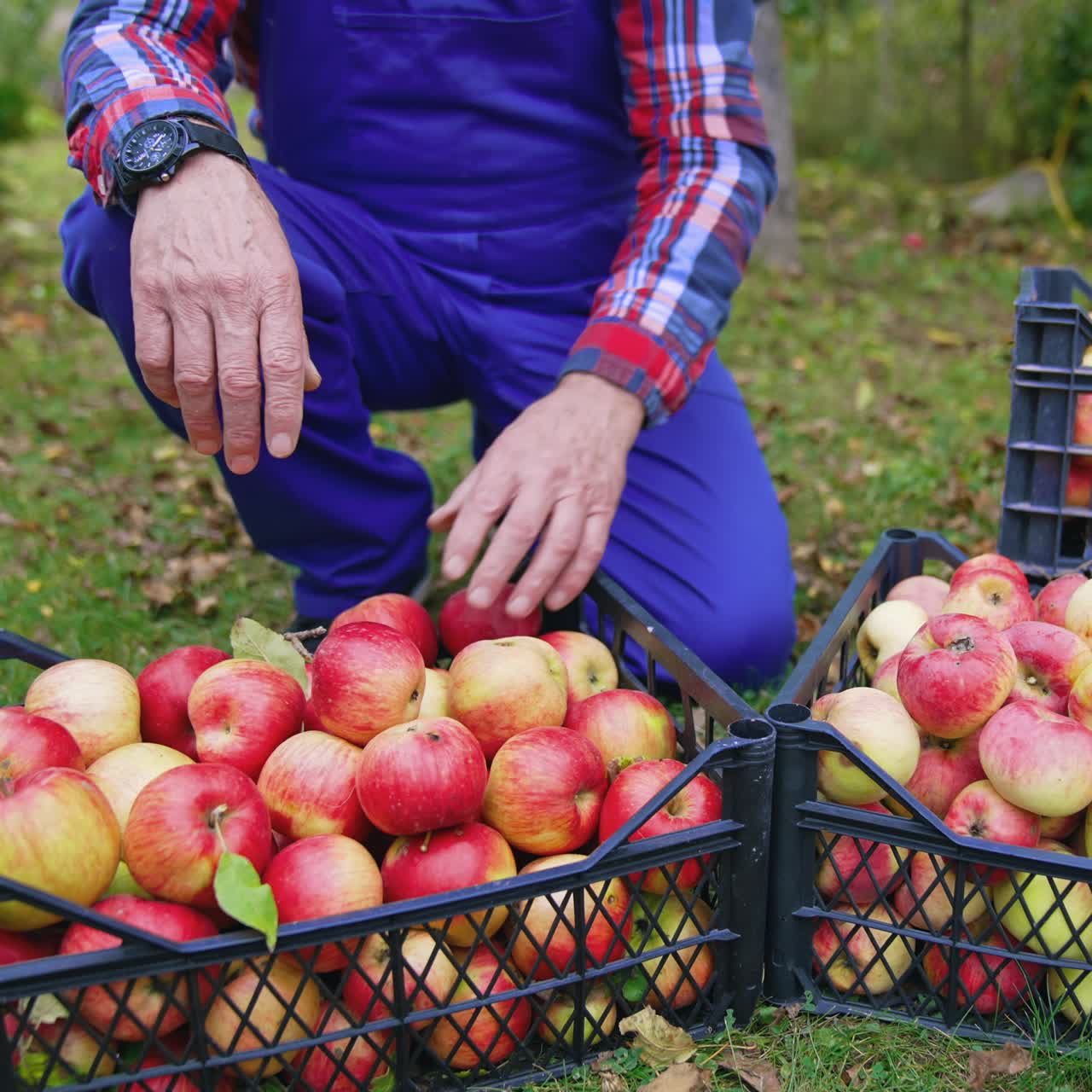 Handsome farmer harvesting red apples. Close up of male farmer picking apples on farm