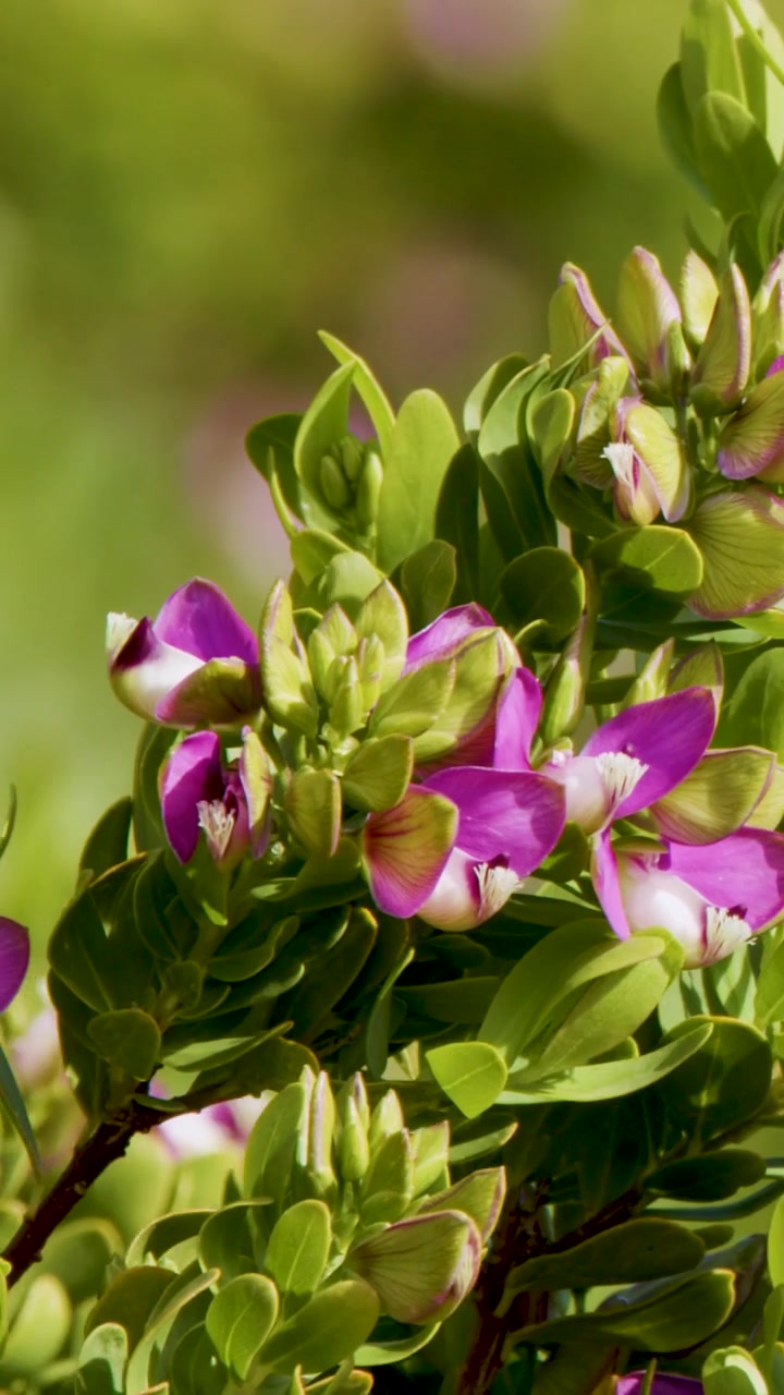 Un'inquadratura verticale di fiori rosa-viola in fiore su una pianta succulenta verde e rigogliosa all'aperto.