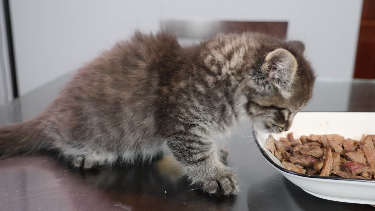 hungerndes, hungriges, kleines, süßes, hübsches tabby-main-coon-kätzchen, das essen auf dem tisch isst