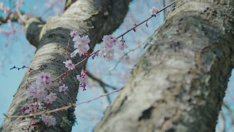 Kirschblütenbaum-Mit-Grünem-Moos-Und-Hübschen-Rosa-Blüten